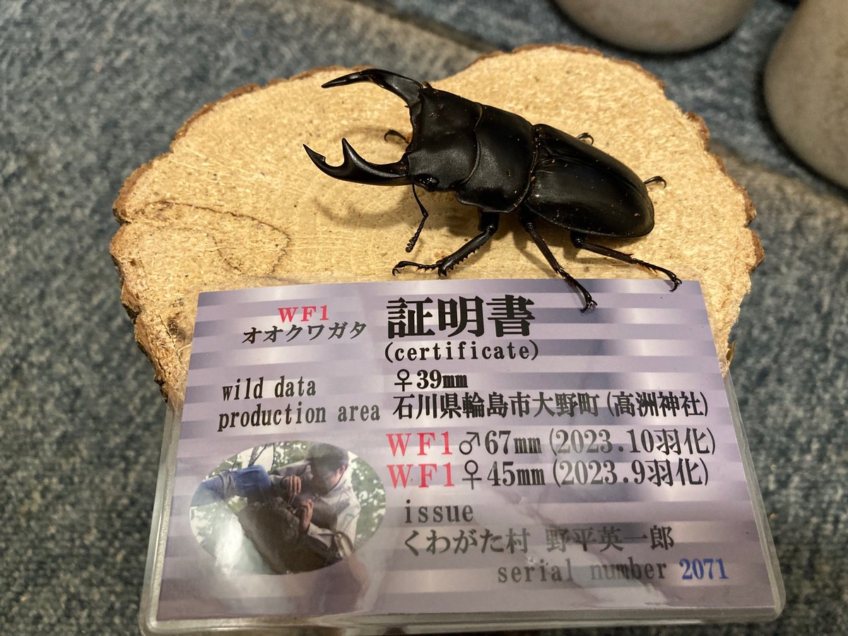 ken_pyo's tweet photo. 今日は、くわがた村の初売りに閉店間際に行ってきました。
石川県輪島市産オオクワの売り上げ金が支援金となるそうで、即購入してきました。
そして愛知県岡崎市産オオクワの幼虫も購入。
野平店長今年もよろしくお願いします。 https://t.co/JCGBrAAvdA