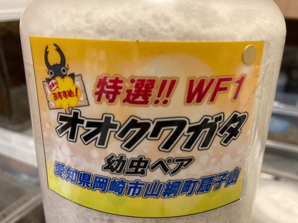 ken_pyo's tweet photo. 今日は、くわがた村の初売りに閉店間際に行ってきました。
石川県輪島市産オオクワの売り上げ金が支援金となるそうで、即購入してきました。
そして愛知県岡崎市産オオクワの幼虫も購入。
野平店長今年もよろしくお願いします。 https://t.co/JCGBrAAvdA
