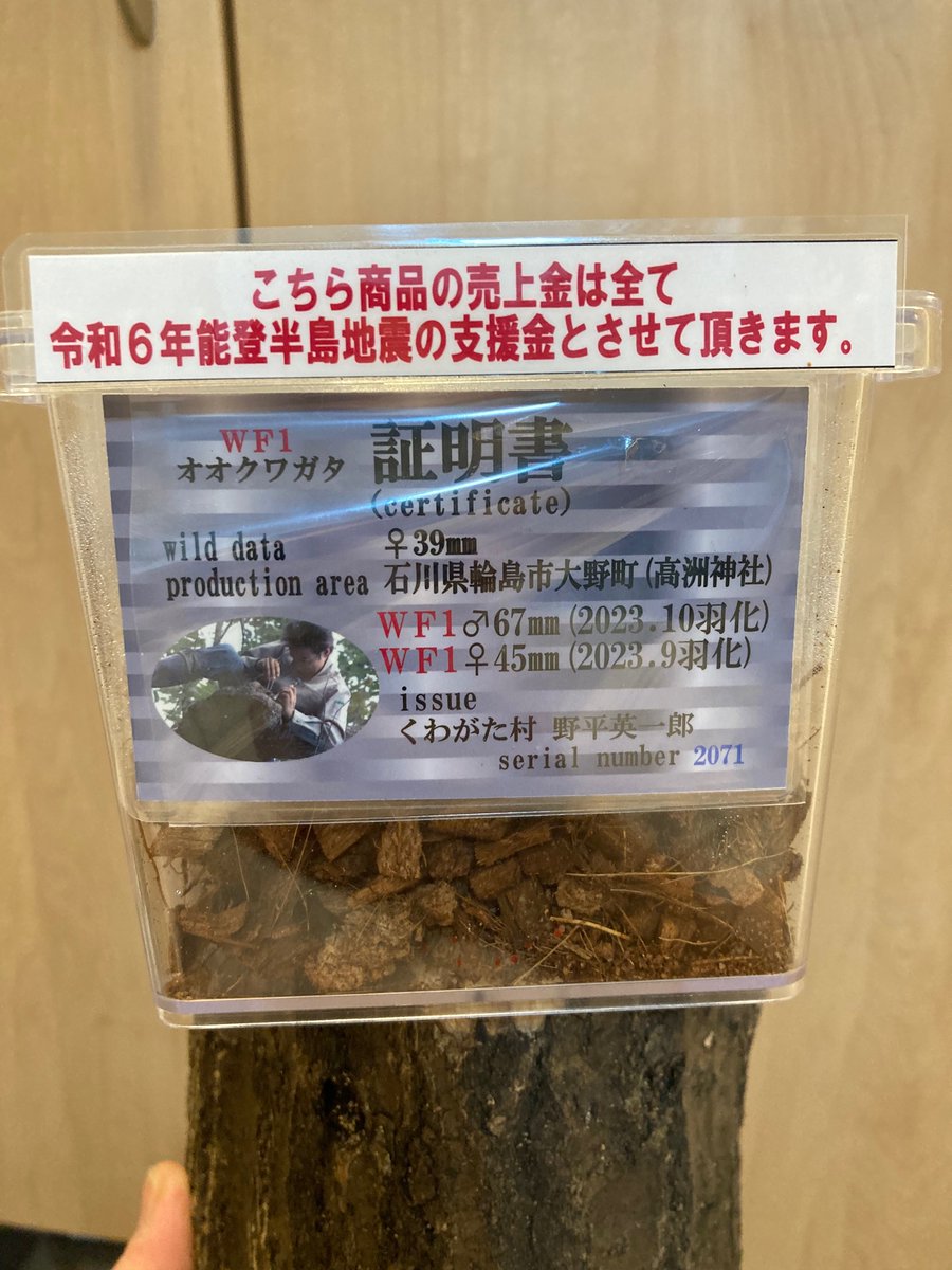 ken_pyo's tweet photo. 今日は、くわがた村の初売りに閉店間際に行ってきました。
石川県輪島市産オオクワの売り上げ金が支援金となるそうで、即購入してきました。
そして愛知県岡崎市産オオクワの幼虫も購入。
野平店長今年もよろしくお願いします。 https://t.co/JCGBrAAvdA