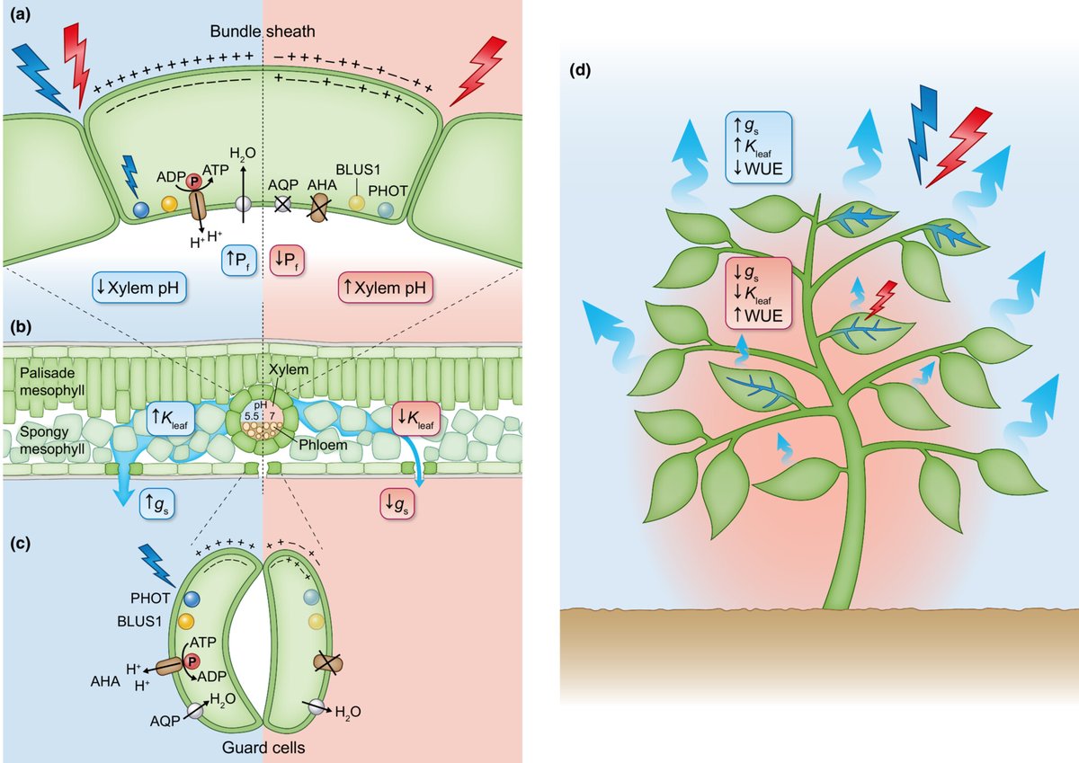 New Phytologist (@newphyt) on Twitter photo Illuminating plant water dynamics: the role of light in leaf hydraulic regulation
Grunwald et al. <a href="/yaeligrun/">yael grunwald</a> #TansleyInsight
📖 ow.ly/Uaep50QnjW0 Illuminating plant water dynamics: the role of light in leaf hydraulic regulation
Grunwald et al. <a href="/yaeligrun/">yael grunwald</a> #TansleyInsight
📖 ow.ly/Uaep50QnjW0