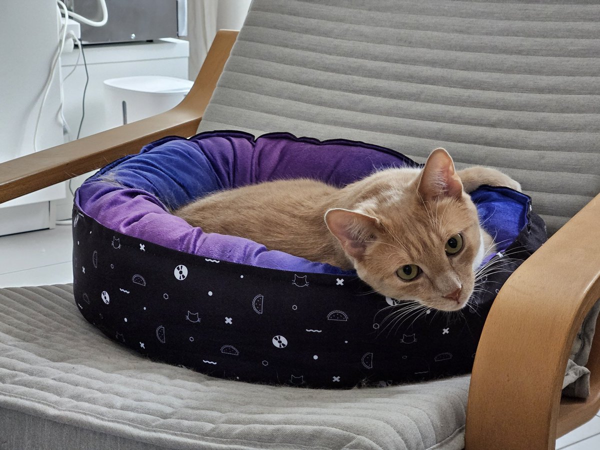 phroton's tweet photo. @nailogical Eddy loves it https://t.co/PopZj4S6kI