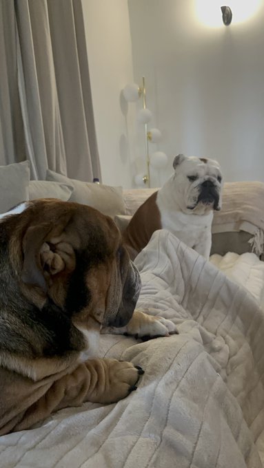 My dogs had an argument can u tell 😭 https://t.co/G2UTNSyYi0<a href="/tag/cpfc"class="tags"><span>#cpfc</span></a>