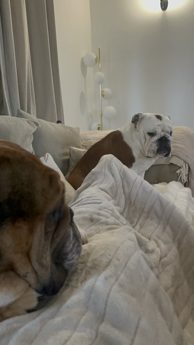 My dogs had an argument can u tell 😭 https://t.co/G2UTNSyYi0<a href="/tag/cpfc"class="tags"><span>#cpfc</span></a>