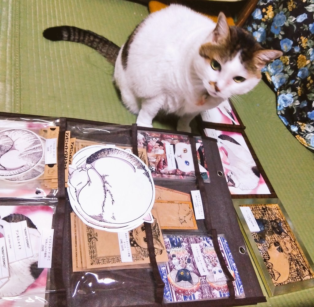 猫展のシミュレーションしていると猫が並びに来る…
一緒に展示されたいのかい？