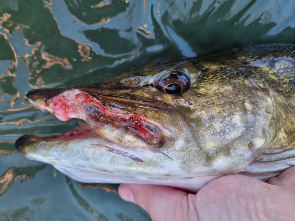 Pike in Poor shape clearly the hooks were pulled or torn out by another angler.
