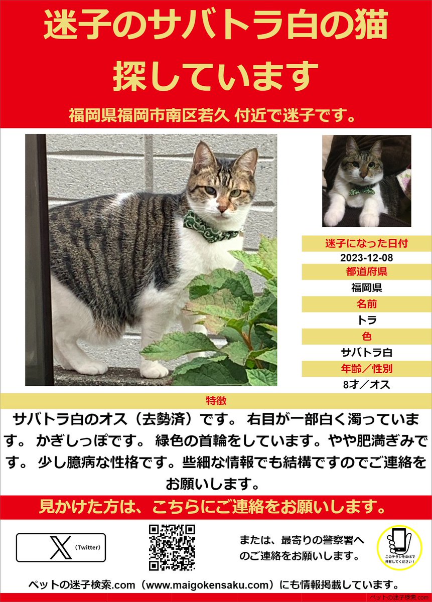 tora_mayoi's tweet photo. いなくなって1ヶ月になります。
福岡市南区若久で迷子になりました。些細なことでも構いませんので、お心当たりのある方はDMにご連絡ください。
名前:トラ/サバトラ白/オス/8歳/体格は大きめ/かぎしっぽ/右目が白く濁っている/緑色の首輪

#迷子猫
#迷い猫
#福岡市南区
#猫探しています
#拡散希望 https://t.co/j6jbqVHNQE