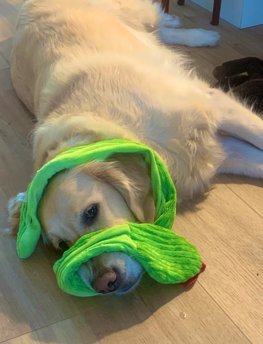 TinaMories's tweet photo. My dog has clearly been playing too much #BaldursGate3 #ensnared @baldursgate3 @larianstudios @PlayStationUK https://t.co/uQ8nA8M2QR