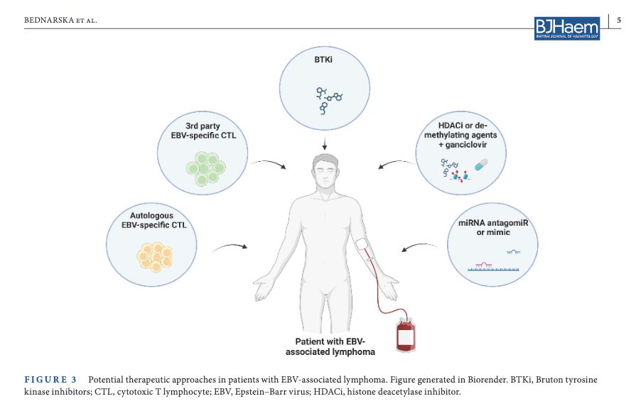 BrJHaem's tweet image. New Review: Epstein–Barr virus-associated lymphomas decoded  onlinelibrary.wiley.com/doi/10.1111/bj… #lymsm #EBV #lymphoma

@FraserInstitute @UQMedicine @TRI_info @pahospital @QIMRBerghofer @MaterResearch