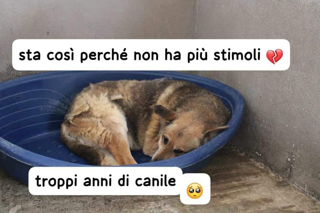 KEN SI STA LASCIANDO ANDARE 💔 Ken è anziano, in canile da tutta la vita. Ormai rimane rannicchiato così, non ha problemi fisici, sta sempre così perché non ha più stimoli. È molto buono, compatibile con altri cani. Adottabile centro nord Italia. 389-6355214 oppure 371-4916307