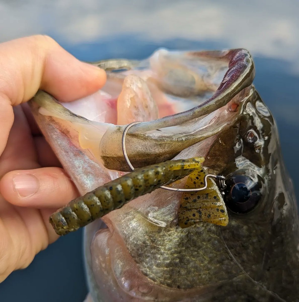tkbasser0303's tweet photo. 2024初釣り🎣
リザーバーで、ナイスサイズな初バスGETデス❗
ブルフラットを中層で泳がせると反応良きでした👌
良い年になりそうだ🌅
#デプス
#deps
#ブルフラット
#bullflat
#バス釣り
#バスフィッシング
#bassfishing
#初釣り https://t.co/PtKfuvHI3Q