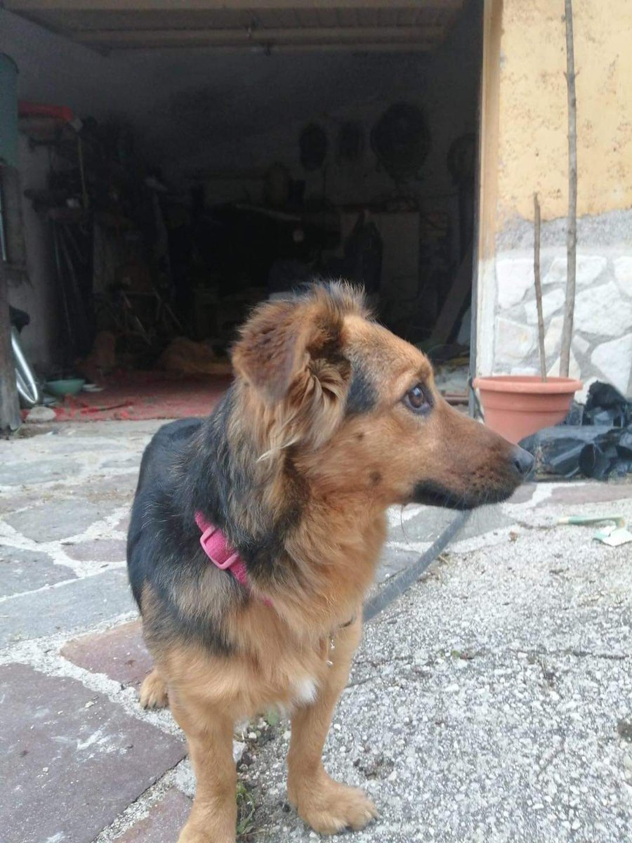 Oggi lo stallo 😱finisce, questa piccola pulce di circa 7kg si trova in un paesino, stallato in un garage che oggi purtroppo deve abbandonare. C’è qualcuno disposto a offrire uno stallo oppure ad adottarlo? 
È buono, va d’accordo con tutti 

Si trova in prov
 di Rieti 3420245562