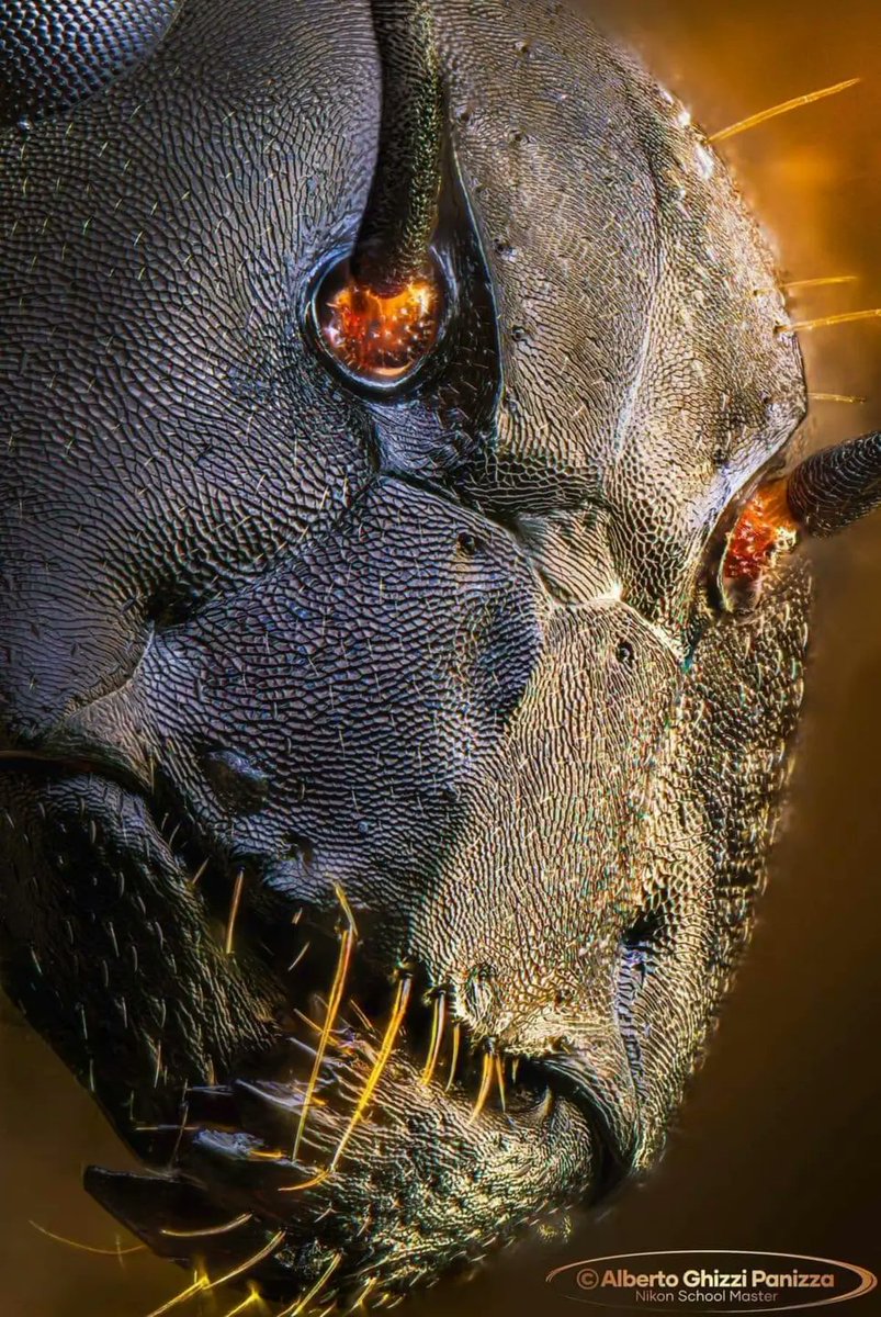 OpenMoonAI's tweet photo. Impressive macrophotography of an ant's face.
 📸 Alberto Ghizzi Panizza https://t.co/6tSJ8teVB6