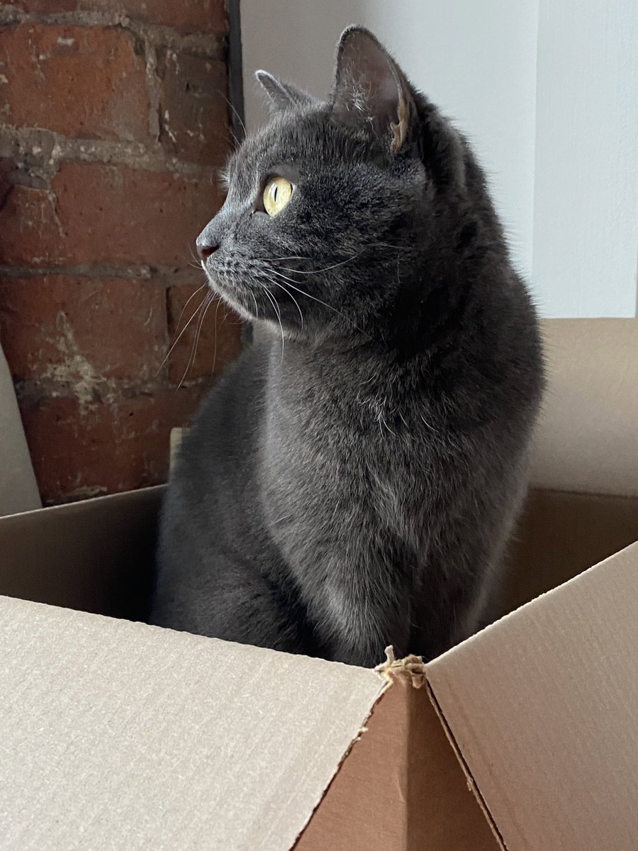 tinybiscuit_cat's tweet photo. finally sunny so I’m reporting for duty in my bird watching booth https://t.co/xCqcBeSgje