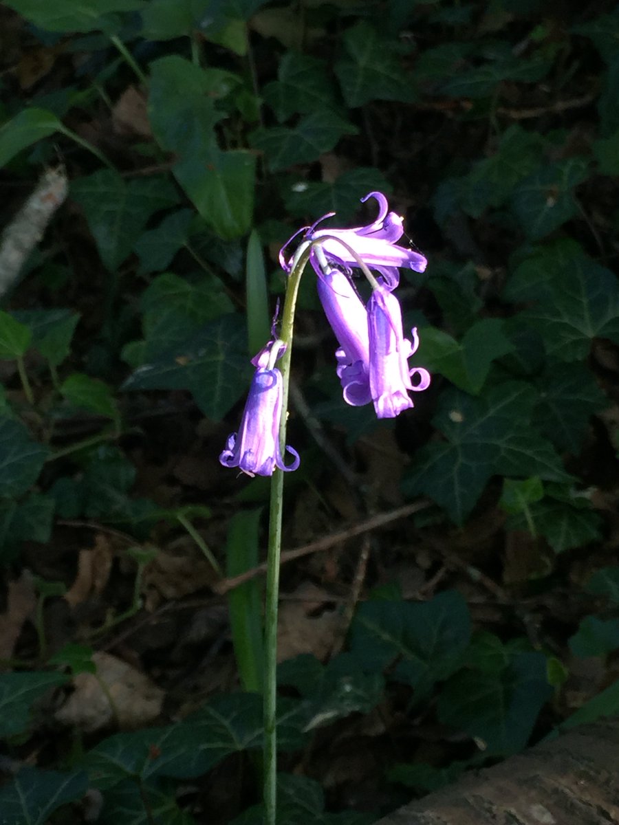 If you're reading our book, Nature's Calendar, this microseason, 5-9th Jan, is 'The Light Steals Back' 'Mid-January is a time to pause & observe, to look for light wherever we can find it & remember it is always held within the darkness.' May you too find light in the darkness.