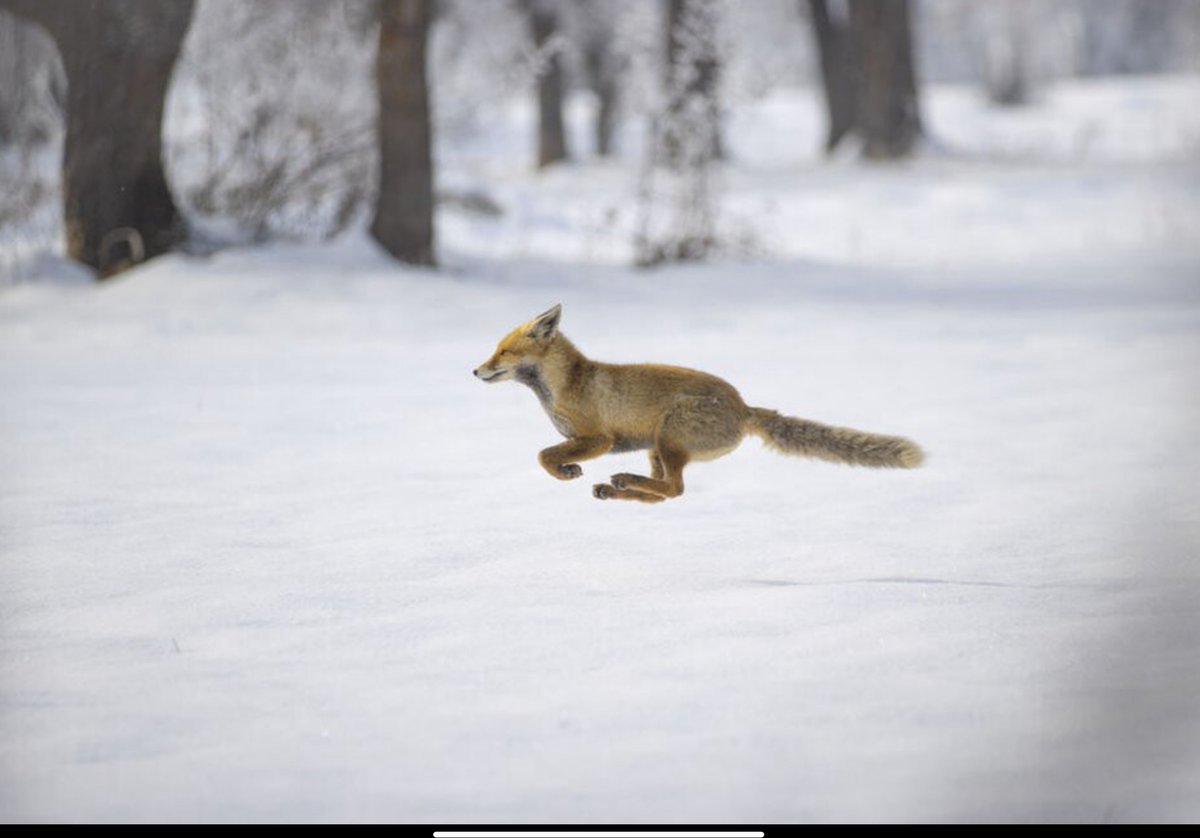 ALF 💤 👀 (@alf_aloud) on Twitter photo 