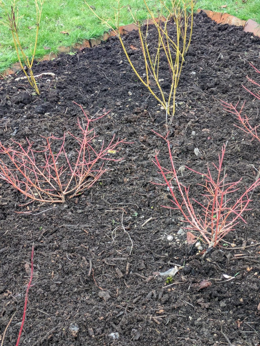 GASP_Croydon's tweet photo. Mulching day as the GASP volunteers spread our home made compost to the developing winter garden #SouthCroydon https://t.co/9vrlLPJXiu