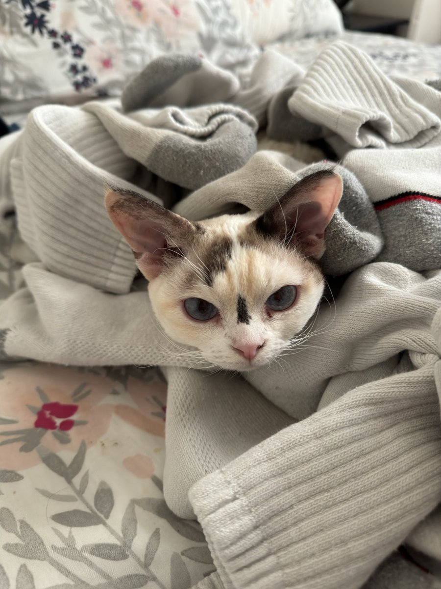 ClaireDeVille3's tweet image. Happy #caturday from Jewels! Who doesn’t love to curl up in warm, clean laundry? 😻#devonrex #devonrexcat