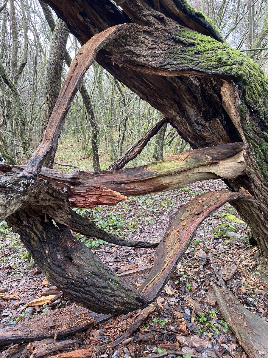 BCConservators's tweet photo. Thereโs never a shortage of opportunities to photograph nature on #BansteadCommons!
The diverse and natural landscapes make it all too easy ๐ธ https://t.co/BeYlC2xwXx