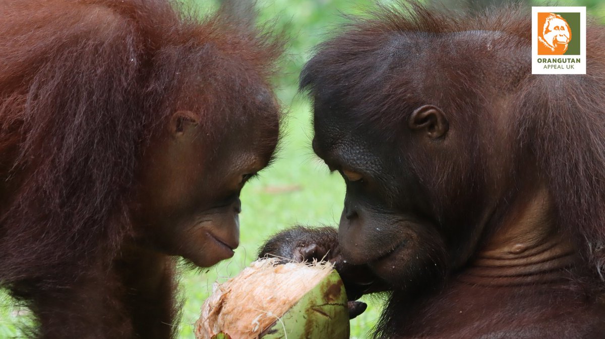 Tombilina and Archie sharing a tasty coconut! 

This snack offers plenty of entertainment and mental stimulation as the pair try to open it without spilling any of the sweet, refreshing water inside.