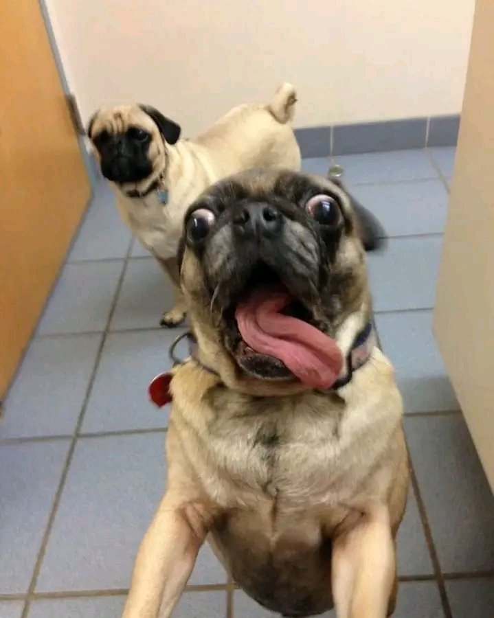 PugLovers94992's tweet photo. Tag your friend 😍🐶
#puglife  #pug  #pugtalk  #pugloverusa https://t.co/5pZ6TotGzj