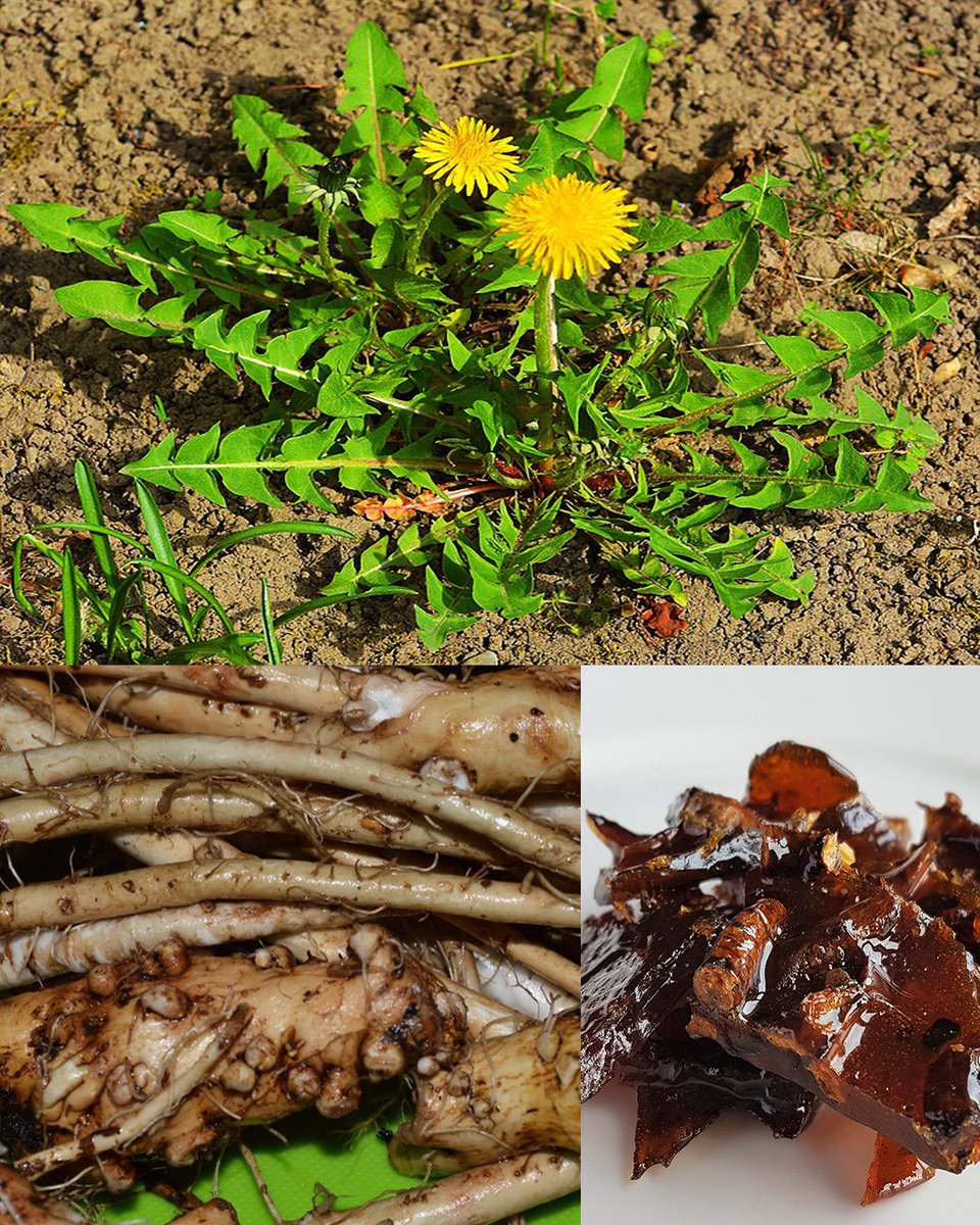 Beyond the Flower: Unlocking the Hidden Value of Dandelion Roots 🌼🌿 Discover their true treasure in our detailed article shared in the first comment below! 💬📖 #DandelionRoots #EdiblePlants #nature #DiscoveringNature