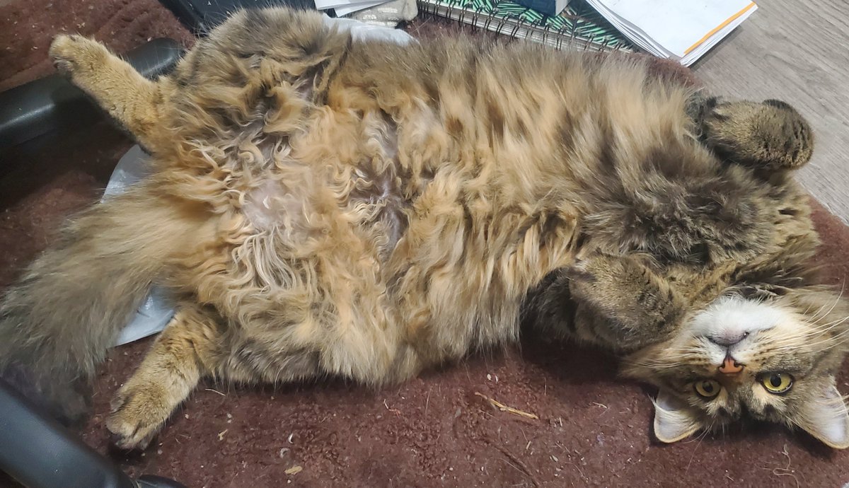 Res456's tweet image. Idk why my cat just chills like this