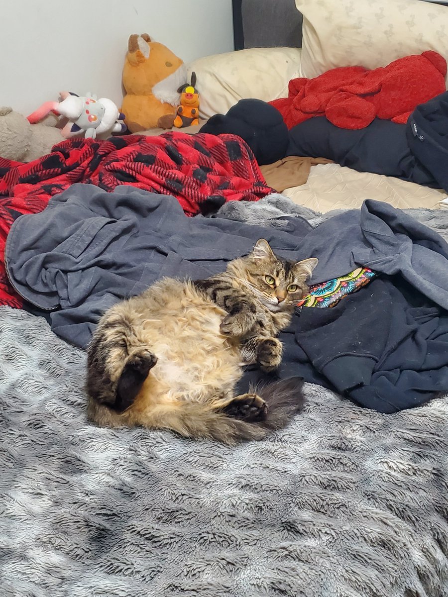 Res456's tweet image. Idk why my cat just chills like this