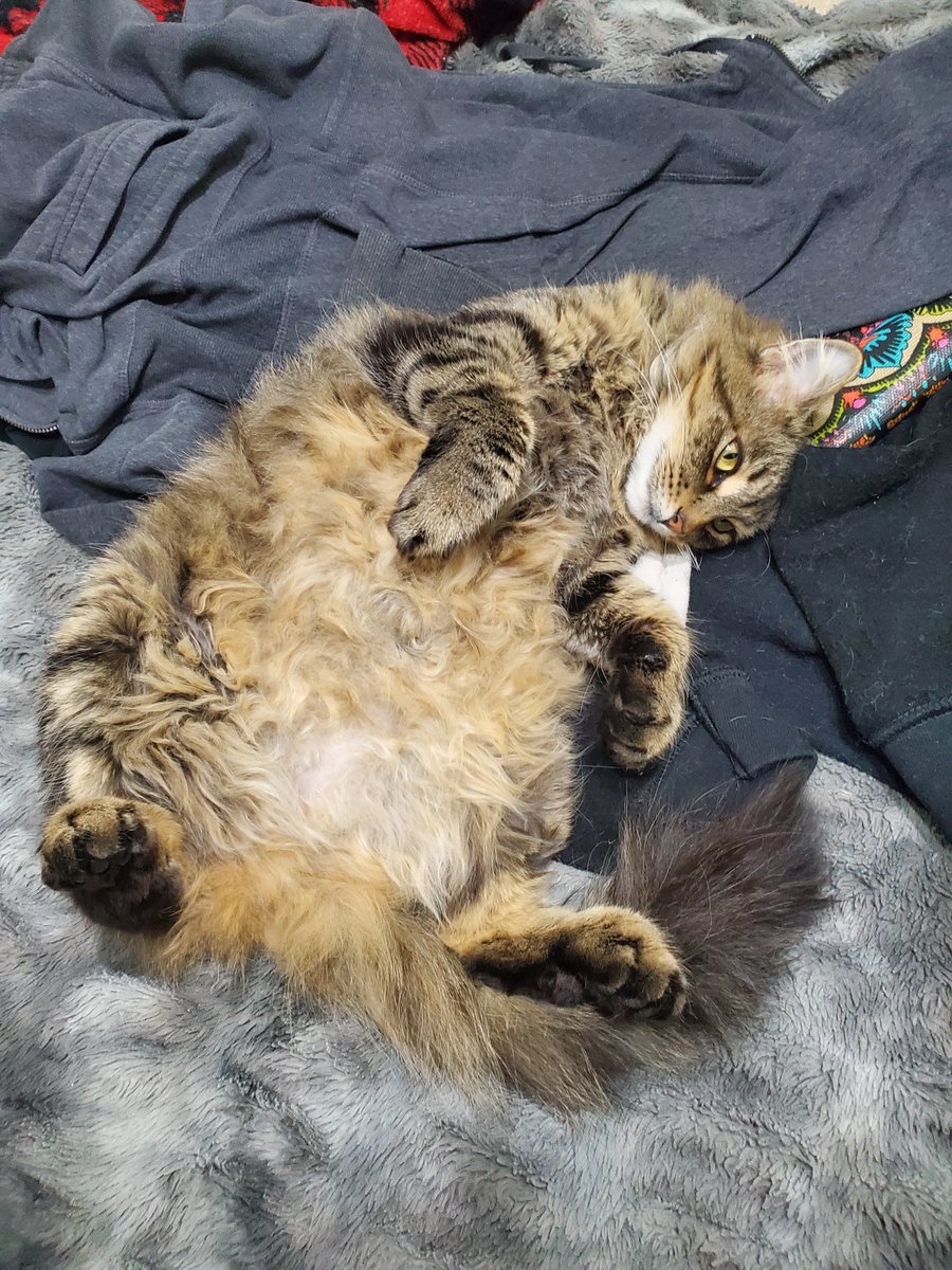 Res456's tweet image. Idk why my cat just chills like this