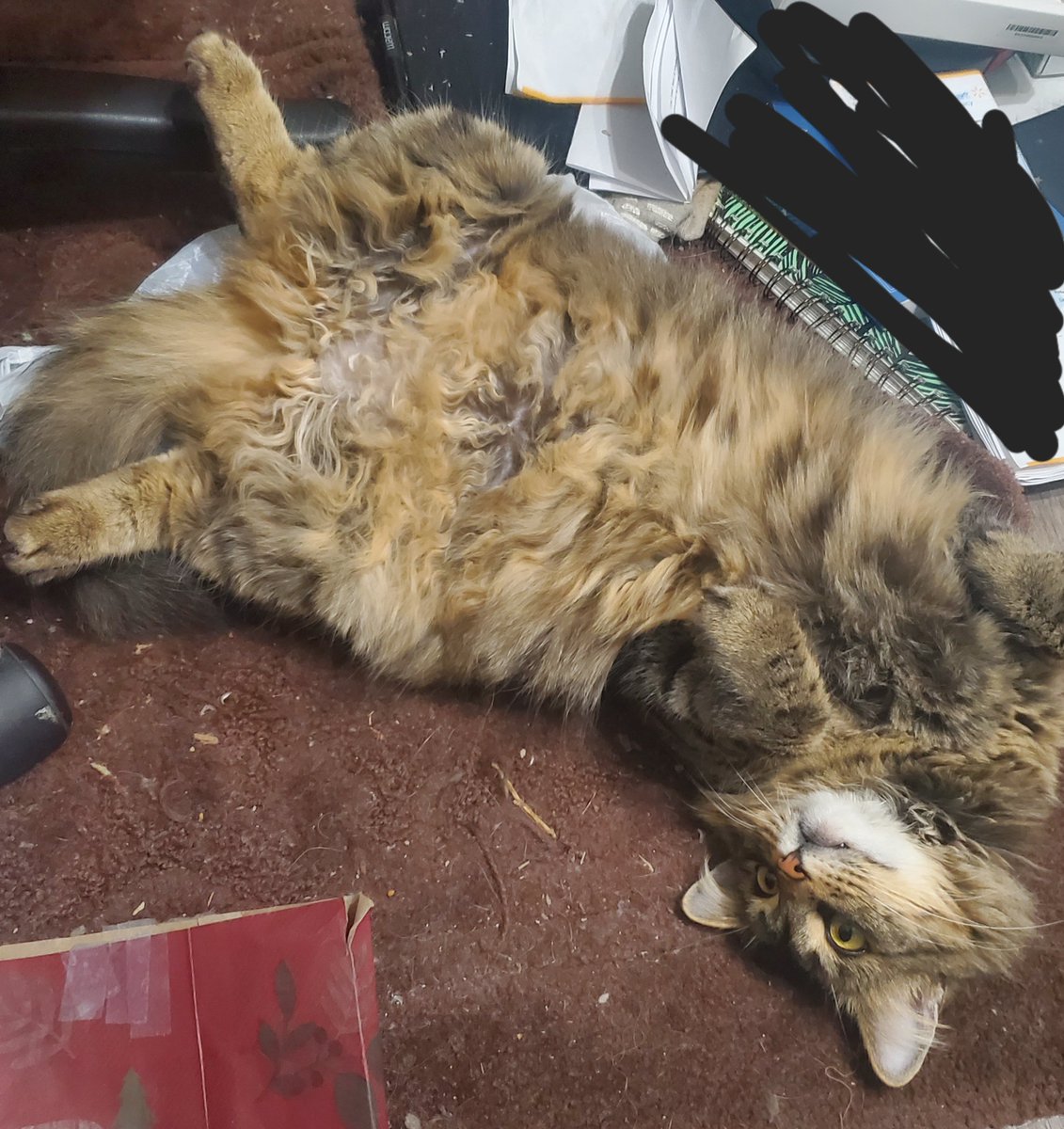 Res456's tweet image. Idk why my cat just chills like this