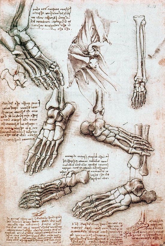“The human foot is a masterpiece of engineering and a work of art.” 
- Leonardo da Vinci