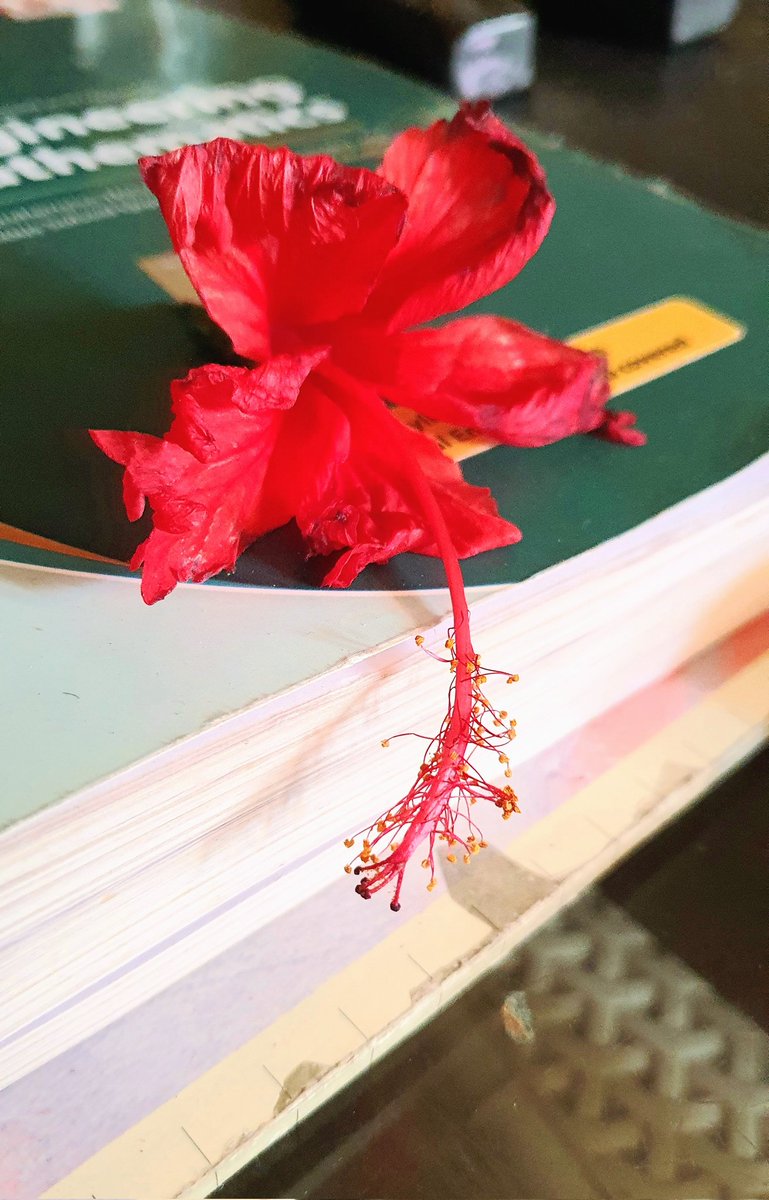 DevHuria's tweet photo. A crimson kiss, a tender touch,
upon the book that means so much.
Each petal, a memory we share,
between the pages, our love affair.
#RomanceInBloom  📚
#NewYear #Resolution #Bookstagram #FloralFriday #PoetryCommunity https://t.co/bfYO0xJ12Q