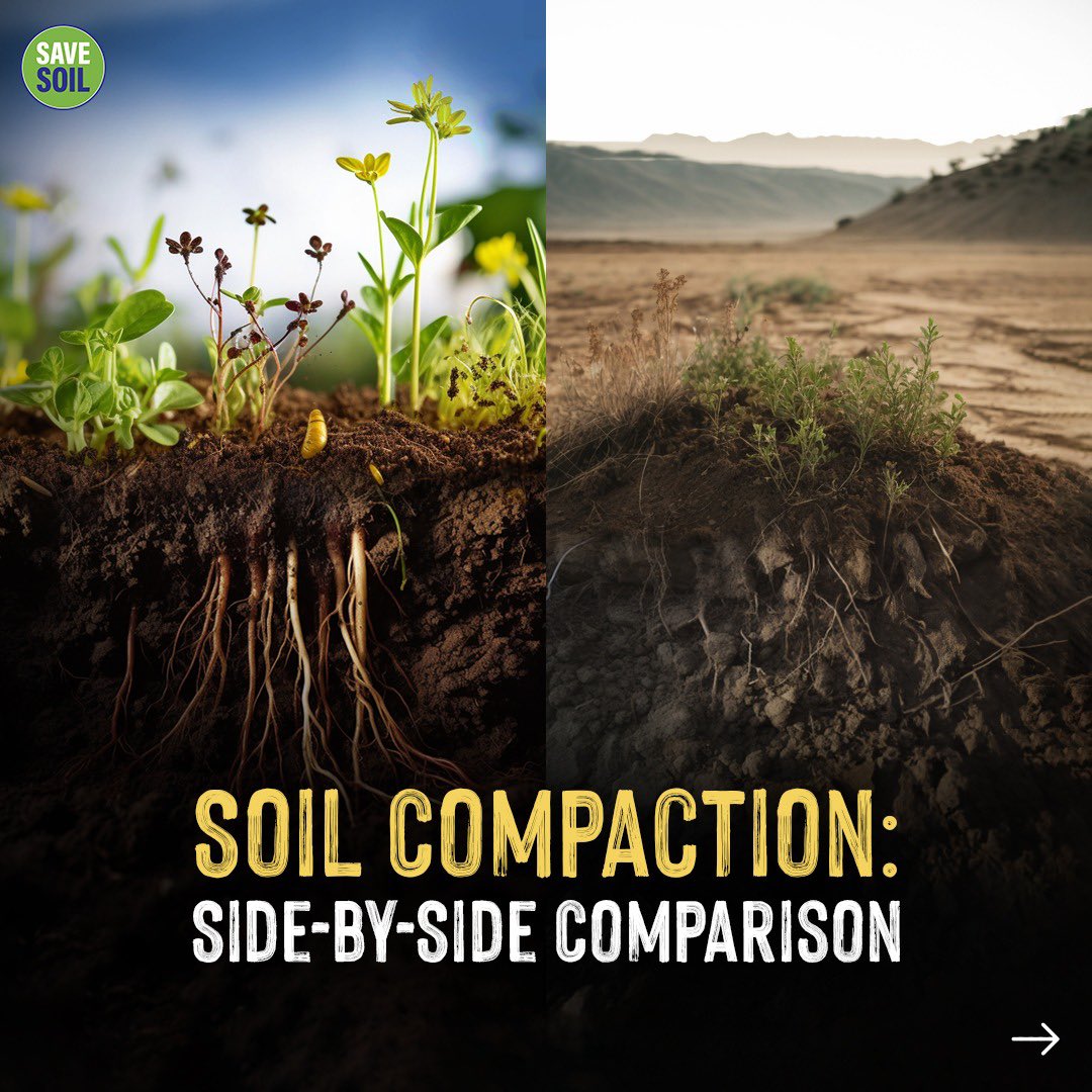cpsavesoil's tweet image. Soil compaction may seem subtle, but its impact on #soilhealth is profound. It reduces the porosity and pore space, creating a tough barrier for roots, limiting their access to vital 💧water and nutrients. What causes soil compaction? Factors like heavy machinery, overgrazing,