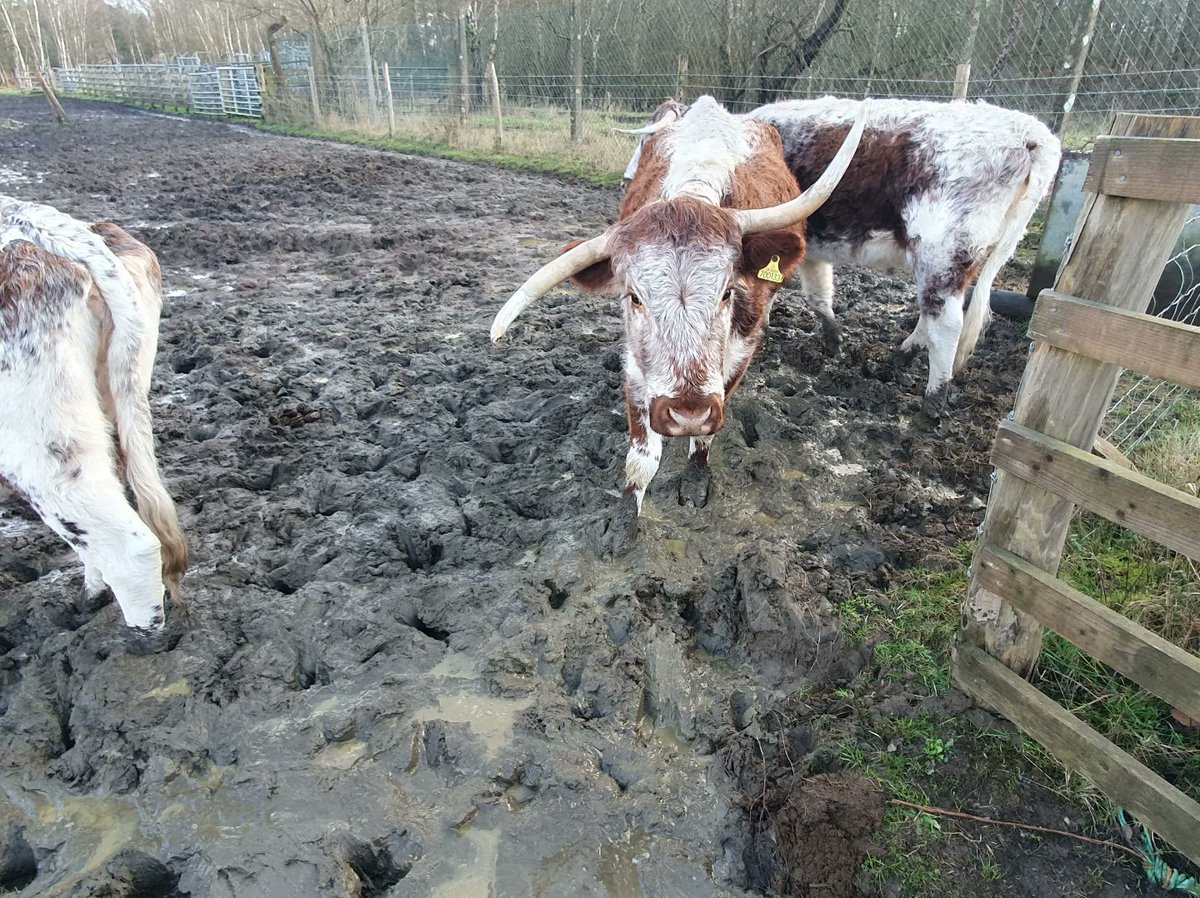 ZhepzyMudRunner's tweet image. Another beautiful day! I stopped a few times to build cairns and talk to cows, I see Strava auto-stop isn&apos;t working 🙄🤣
#TWC #TwittaWinterChallenge #SonicWinterSprinters