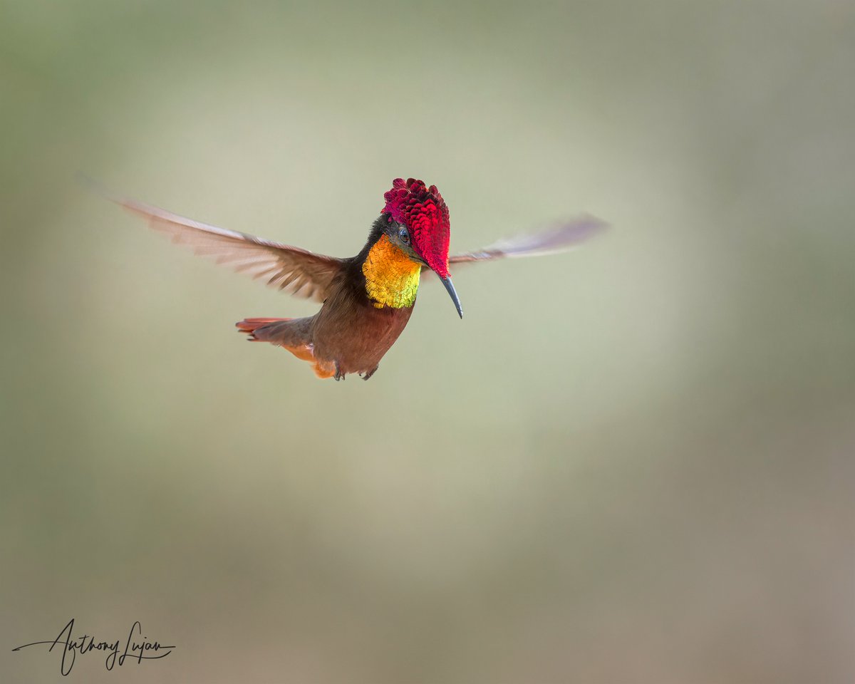 anthonylujan's tweet photo. The crown on this one ๐ฅฐ from the gardens @lajedo_dos_beija_flores
Ruby-topaz Hummingbird
Chysolampis mosquitus
Status - Least Concern
#alhummingbirdinflight
Sony A1 - Sony 600mm
#rubytopaz #topaz #hummingbird #nuts_about_birds #earthcapture #hummingbirds #nature #natgeoyour... https://t.co/lenAskATzP