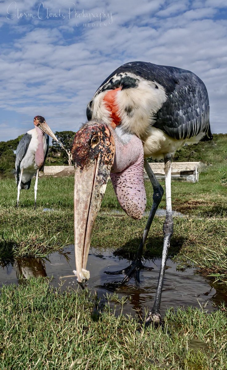 lhedien's tweet photo. In #Ethiopia! A #marabustork comes in for a closeup on #LakeAwasa. 📷 #travel #prehistoric #travelphotography #wildlifephotography #stork #bird #zcreators #z9 #nikon  #nikonoutdoors #Africa #shoreline #scenic #photography #natgeo @discovery #riyets #natgeophotos #natgeoyourshot https://t.co/j8SU8E4On7