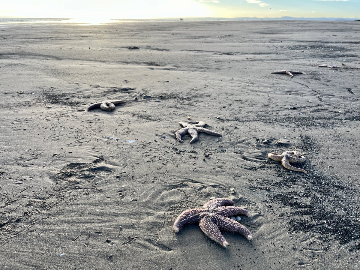 Dozens of dead starfish on the beach at Pettycur in Fife. I’ve never seen this before. Anyone know why?