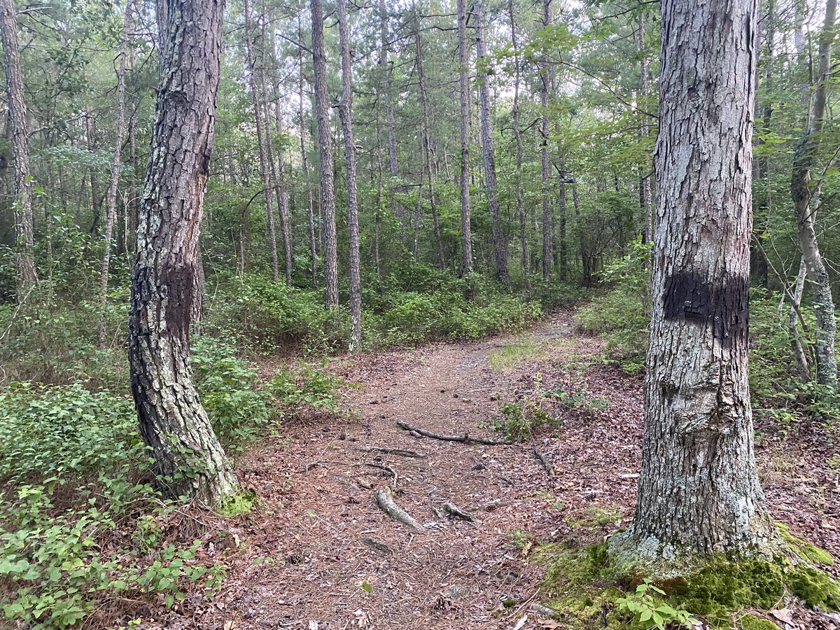 SpookyAppalach1's tweet photo. Photos from Devil's Tramping Ground located in in Bear Creek NC. We've got a brand new Spooky Sight Seeing video from this location up on our channel.

https://t.co/uLnHpbY2cb

#creepylocation #appalachia #northcarolina #hauntedlocaiton #NorthCarolina https://t.co/Xmqouj5djB