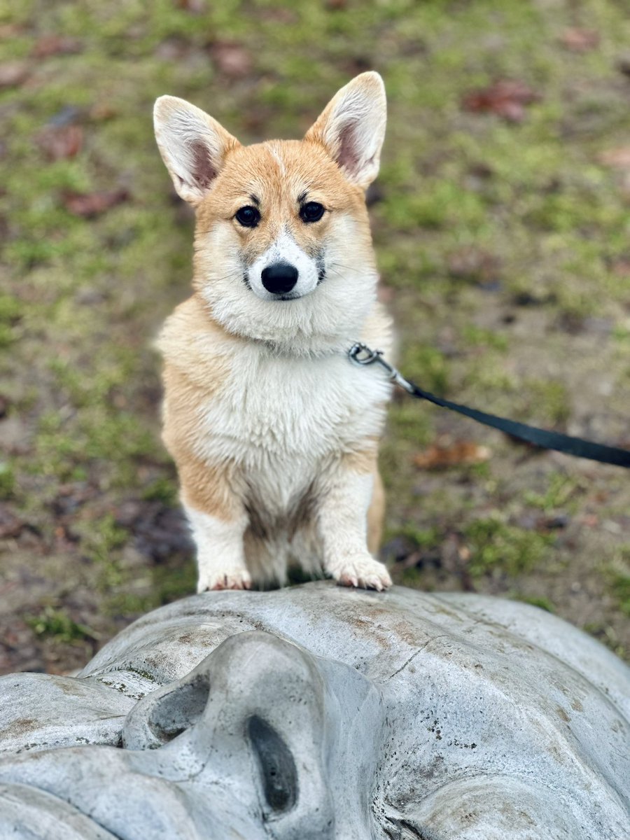 AfewpagesofHope's tweet photo. Dnešní výšlap na Špilas 🐶❤️😇
#orkathecorgi #CorgiCrew #twilisky #brno #welshcorgipembroke https://t.co/o6lTkW3gCH