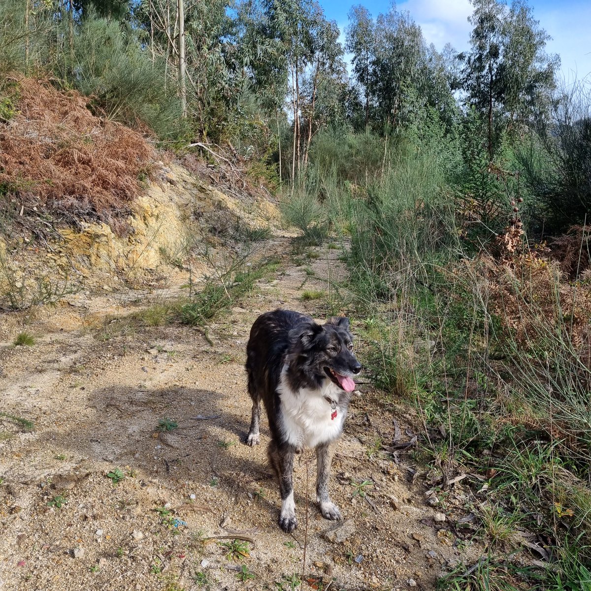 Morning Buddies 👊Happy New Year! 🥳 After driving for 30 hours, we made it to our old farm in 🇵🇹 Lots of work for M&D 🙈Waggy hates it. She wants to go back to our old house because she doesn't have a sofa here! Khalessi is on the track leading to our woodland ❤️ #dogsoftwitter