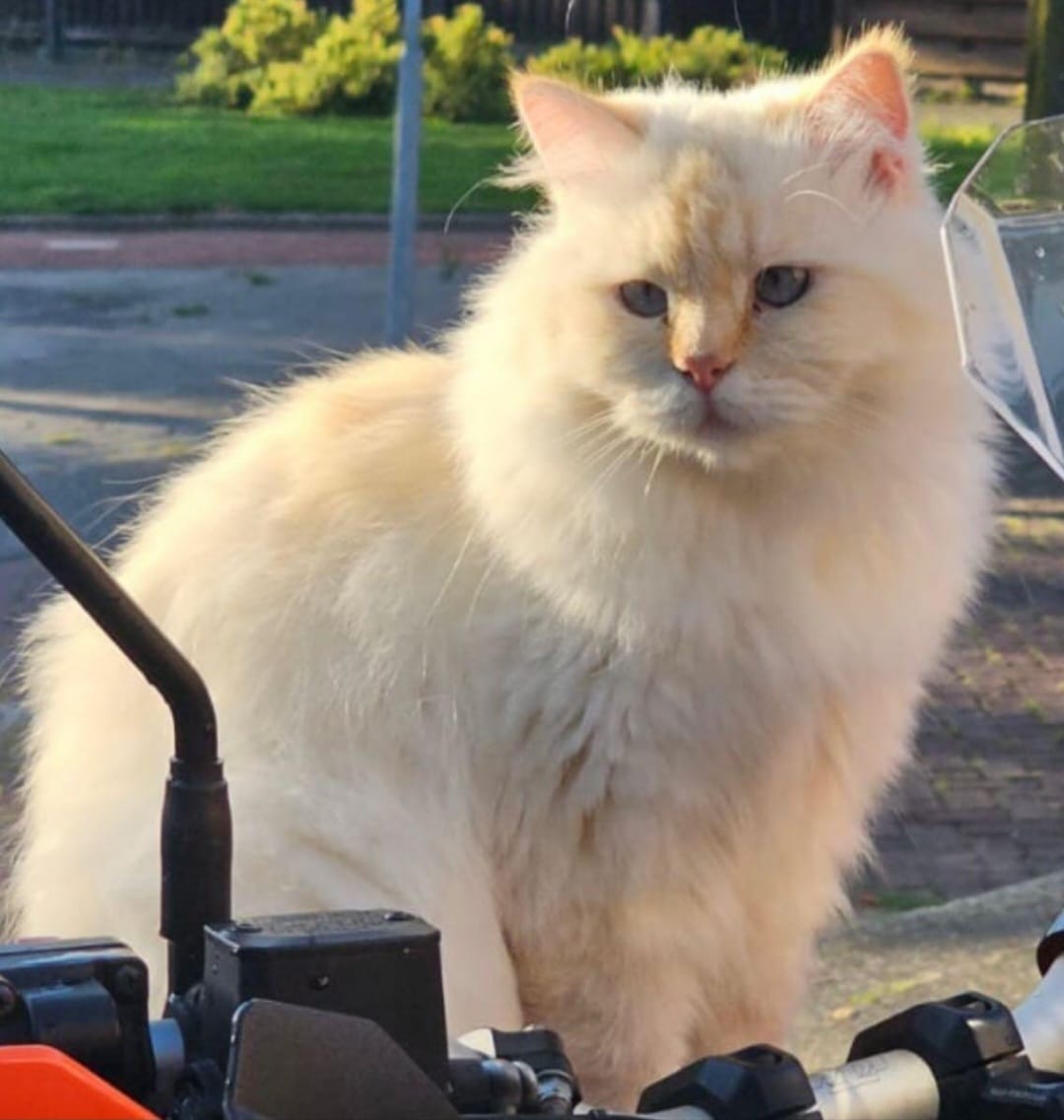 DierenAmsterdam's tweet photo. MEER DAN FORSE BELONING —-—
Nog steeds vermist sinds November ‘23, omgeving Brink/Middenhoven #Amstelveen
Hoogte beloning varieert en bedraagt maximaal €3.000
BELANGRIJK: Beloning geldt óók voor iedereen die de gouden tip heeft wie deze poes sinds medio november ‘23 opeens in huis heeft: Buurman? Familielid, vriend of vriendin opeens een kat? Laat het weten als je ‘m herkent door een privébericht, desnoods anoniem!
https://t.co/8a6j1JHNT2