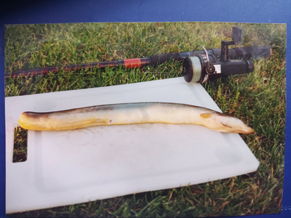 A day's fishing, a great way to clear your head! And then you catch this guy, a 2/3 European eel, and end up thinking about regeneration for the rest of it. #PerfectDay