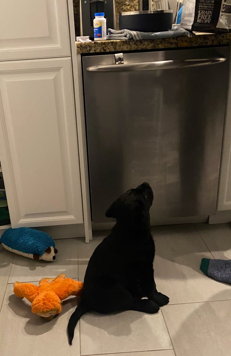 diplomat_dog's tweet photo. Waiting for my breakfast. 

Have now slept through the night 3 times and haven’t had an accident in the house in 3 days. https://t.co/FfDidXOleH