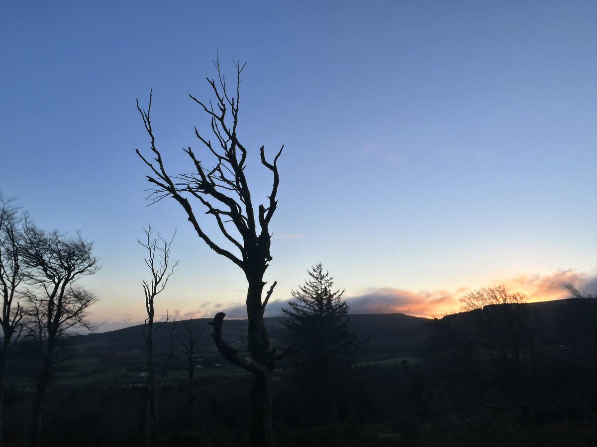 Hellfire 🦌🐿️🦡🦇🐸🦊 🌳🍃🌼🦤 🐦 tweet media