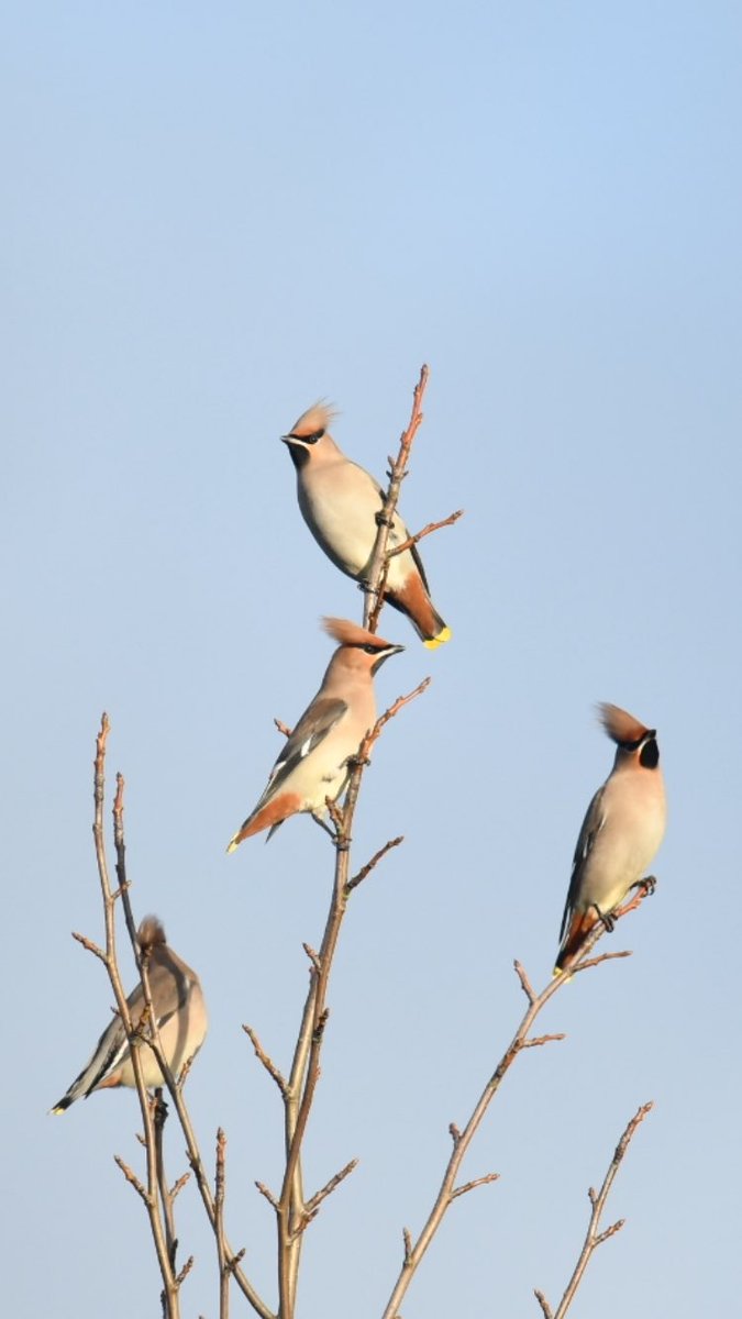 20 or so waxwings at longbridge Bristol rd, near the main traffic lights by the college @WestMidsBirding