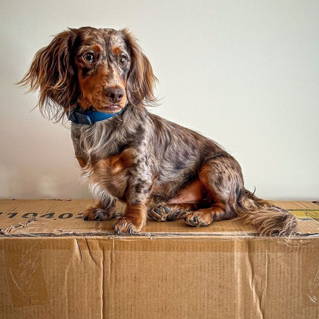 Send help! We are moving and my humans are making me WORK!