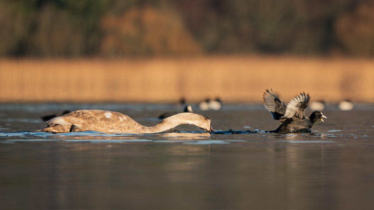 KiranSimpson's tweet photo. #WildlifeDrama Swan vs. Coot showdown: Feathers flying, weed stealing antics! 🦢🦆🫣 #FeatheredFiasco #TwitterNatureCommunity
#wildlifephotography
#birdphotography #winterinscotland https://t.co/48XoEvGK66