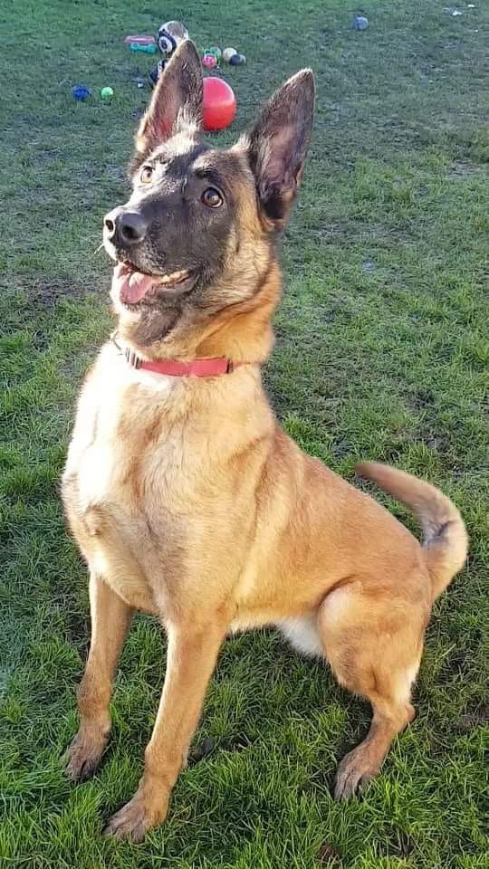gsrescueelite's tweet photo. Sheba is 4/5yrs old and she has been with us since Sept 21, Sheba is a steady girl who can live with older kids and walks well with other #dogs but needs to be the only pet in the home 
#GermanShepherd #Notts 
https://t.co/IM0iPILCQb https://t.co/6IgTWLi5GW
