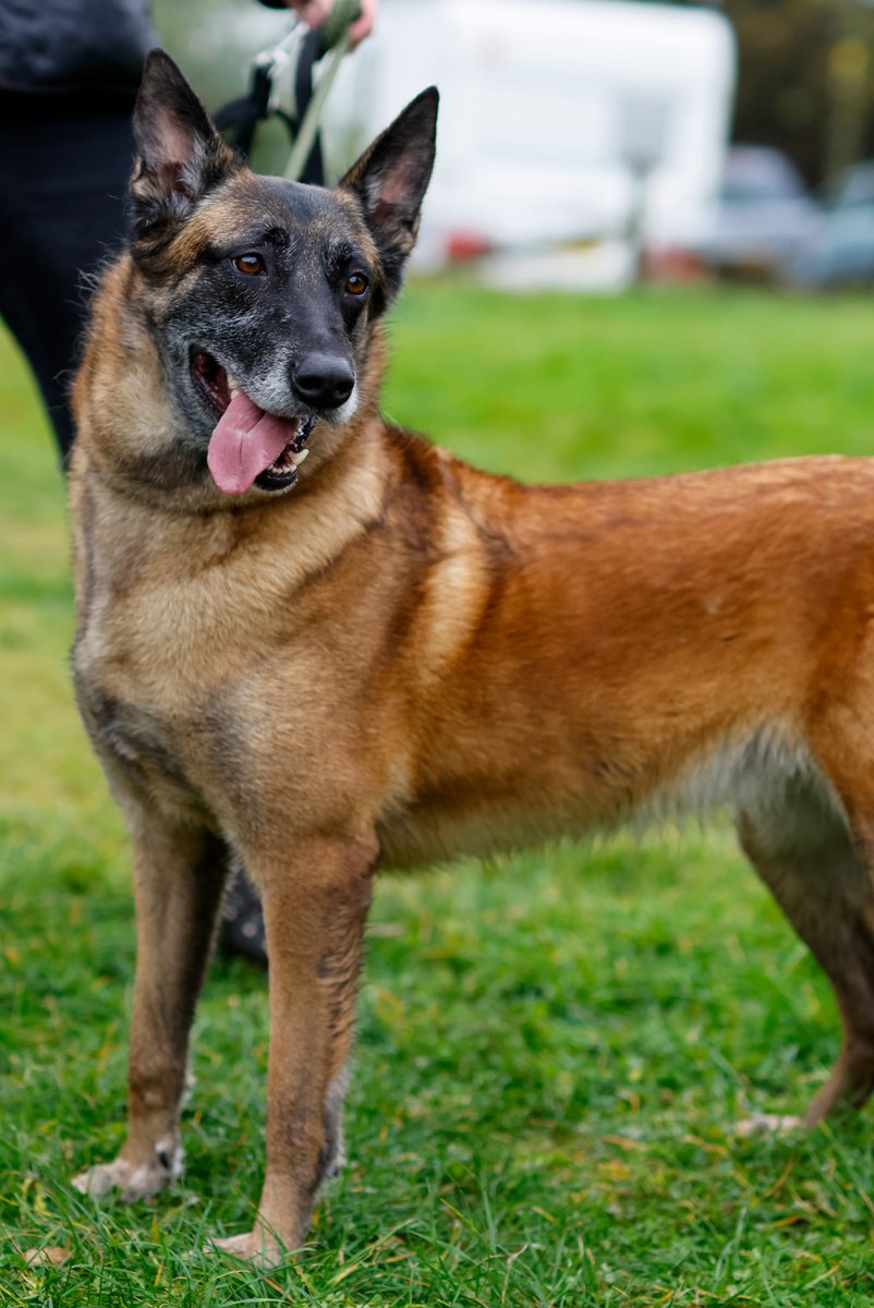 gsrescueelite's tweet photo. Sheba is 4/5yrs old and she has been with us since Sept 21, Sheba is a steady girl who can live with older kids and walks well with other #dogs but needs to be the only pet in the home 
#GermanShepherd #Notts 
https://t.co/IM0iPILCQb https://t.co/6IgTWLi5GW