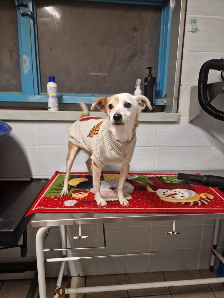 Ricevo e condivido ❤️🙏NATALE È PASSATO MA NESSUN REGALO PER LEI...MILLY 10 ANNI. I PROPRIETARI VENGONO SFRATTATI E LA LASCIANO IN CASA...
NON CAPISCO COME FACCIATE A NON INNAMORARVI . 7 KG VIVE IN CANILE A NOCERA INFERIORE 347 6686666