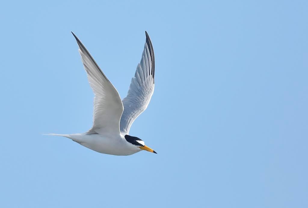 TexelBigDay's tweet image. HET GOEDE DOEL VAN HET WADDEN VOGELFESTIVAL 2024 IS BEKEND! 
op 11 &amp;amp; 12 mei willen we op verschillende manieren de kustbroeders als Scholekster, sterns en plevieren helpen. Lees alles over ons goede doel in de onderstaande link!  

waddenvogelfestival.nl/goede-doel/